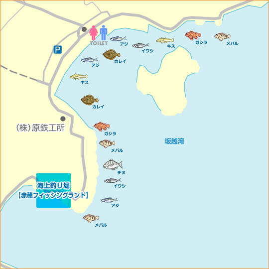 坂越 陸っぱり 釣り 魚釣り 釣果情報サイト カンパリ