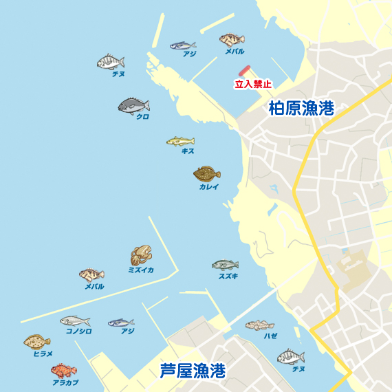 芦屋漁港 キス年始め調査 サーフ テトラ 福岡 柏原漁港 芦屋漁港 投げ釣り マゴチ 陸っぱり 釣り 魚釣り 釣果情報サイト カンパリ