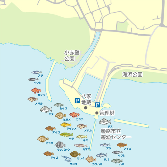 姫路市立遊魚センター 陸っぱり 釣り 魚釣り 釣果情報サイト カンパリ