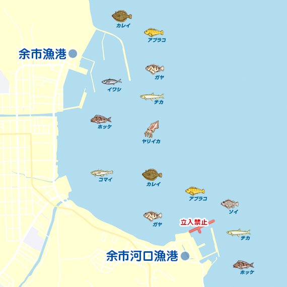 厚田漁港で釣れたイワシの釣り・釣果情報 - アングラーズ