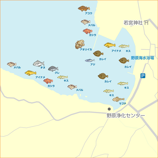 内浦湾 エギングでアオリイカ32cm 京都府 野原 エギング アオリイカ 陸っぱり 釣り 魚釣り 釣果情報サイト カンパリ