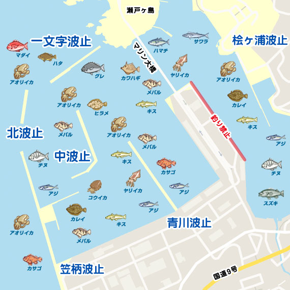 泳がせでアコウが 島根 浜田漁港周辺 サビキ フエフキダイ 陸っぱり 釣り 魚釣り 釣果情報サイト カンパリ