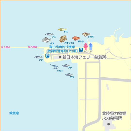 新子調査 福井県 敦賀新港 エギング アオリイカ 陸っぱり 釣り 魚釣り 釣果情報サイト カンパリ