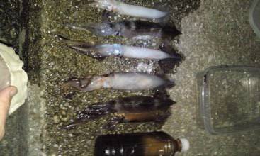 大蔵海岸 スルメイカまだいける！