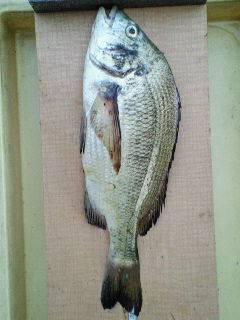 沖一文字カーブでチヌ、47cmGET！！