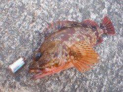 夏休みスペシャル？【高田玲欧氏連載記事No.05】