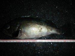 京丹後中部エリア、今年初のメバリング釣果☆