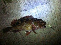 神戸空港、渋い状況が続く中、何とか15cmのガシラを１匹