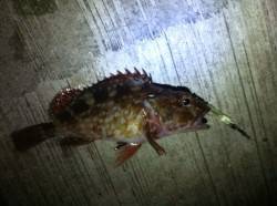 神戸空港、渋い状況が続く中、何とか15cm…