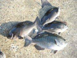 冬は磯グレ♪ 串本樫野エリア