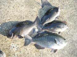 冬は磯グレ♪　串本樫野エリア