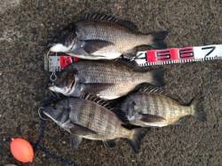 【スーパーメタボチヌ】南芦屋浜 