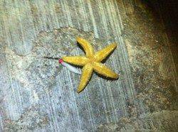 神戸空港、渋い状況が続く中、何とか15cmのガシラを１匹