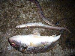 夜の兵突ＲＴ！ガシラとアナゴも！