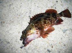 ジグヘッドにイソメ!? 　貝塚人工島沖向きテトラ