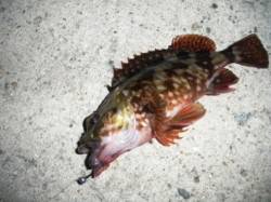 ジグヘッドにイソメ!? 　貝塚人工島沖向き…