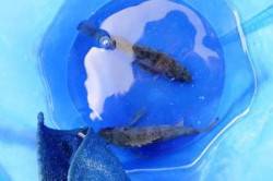 食コン★ハネ無★メバル有★