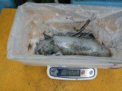 椿でエギング あきらめずシャクって５ハイのせました♪