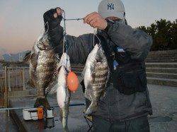 【今日も釣れてるメタボチヌ♪♪】南芦屋浜リアルタイム