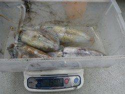 すさみの堤防、ヤエンでアオリイカ4杯の釣果