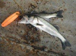 泉大津・岸和田リアルタイム（５日）