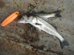 泉大津・岸和田リアルタイム（５日）