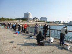 アジュール舞子サヨリ釣れてます!