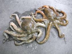 兵庫突堤、大ダコ情報