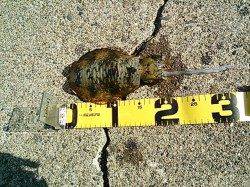 萩尾 エギングでアオリイカ＆コウイカ