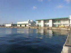 朝の兵突RT!タコ釣り！