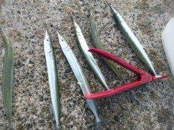 アジュール舞子　ジャンボサヨリが入れ食いです