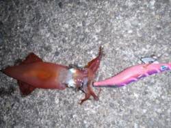 串本港内でケンサキGET！