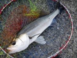 ズボ釣りでもハネ♪　助松埠頭倉庫前