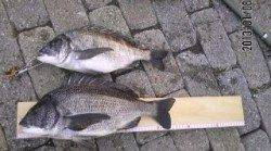 芦屋の【メタボチヌ】情報!!釣れています!