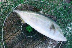 釣堀田尻で今日は青物も★