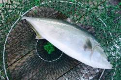 釣堀田尻で今日は青物も★ 