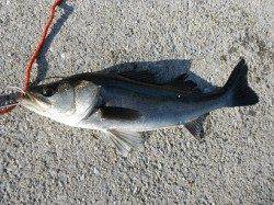 【良型ハネ】むこがわRT