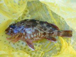 朝の空港と北公園のガシラRT!