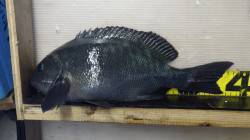 天神崎地磯でフカセ、イイ引きでした！