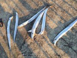 【太刀魚絶好調ですよ】南芦屋浜ベランダ