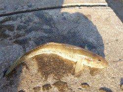 朝の兵突RT!１ｍ５cmのドラゴンだ！