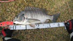 川ちぬゲット!!【5日】紀ノ川河口