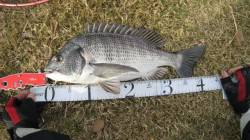 川ちぬゲット！！【５日】紀ノ川河口