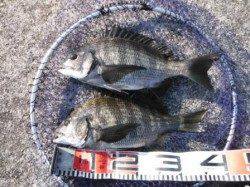 【チヌ！確認♪】南芦屋浜