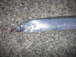 【まだまだ狙える!タチウオ♪】南芦屋浜