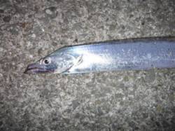 【まだまだ狙える！タチウオ♪】南芦屋浜 