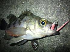 メバリングはいかがでしょうか♪