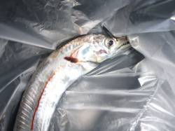 兵突ＲＴ！ナイトフィッシング！