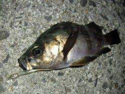 紀北でメバリング♪