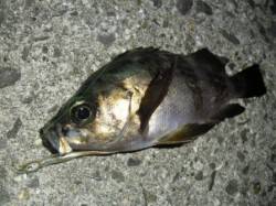 紀北でメバリング♪